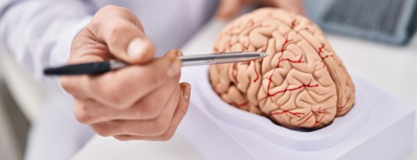 medico-neurologista-com-molde-de-cerebro-humano